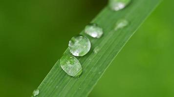 Macro water droplets on leaves with nature video