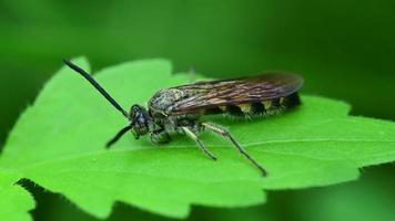 macro piccolo insetto su foglia in natura video