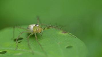 macro ragno in natura video