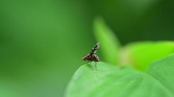 macro pequeño insecto en la hoja en la naturaleza video