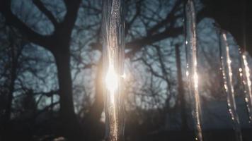 Frozen icicles in the sunset. photo