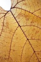 Primer plano de textura de hoja de otoño con formato vertical de venas foto
