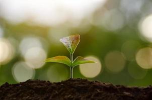 Plantar plántulas de plantas jóvenes en la luz de la mañana sobre fondo de naturaleza foto