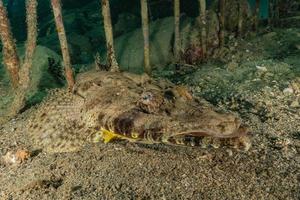 Fish swim in the Red Sea, colorful fish, Eilat Israel photo