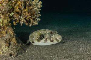 Fish swim in the Red Sea, colorful fish, Eilat Israel photo