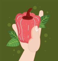 hand holds red pepper vector