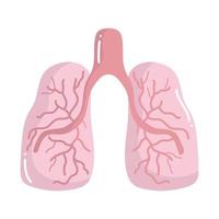 human lungs organ vector
