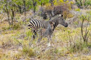 madre y bebé cebra safari en el parque nacional kruger en sudáfrica. foto