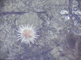 White sea urchin among deep cold water lake fjord, Norway. photo