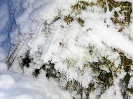 Snow-covered green fir trees and moss, landscape in Norway. photo