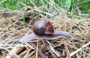 Big garden snail in shell crawling on wet road hurry home photo