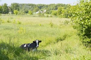 beautiful big milk cow grazes on green meadow photo