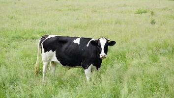 beautiful big milk cow grazes on green meadow