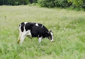 beautiful big milk cow grazes on green meadow photo