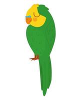 pretty parrot design vector