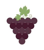 bunch of grapes vector