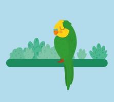 pretty parrot illustration vector