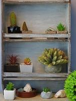 Background vintage shelf succulents and green cactus photo