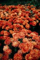 red and yellow chrysanthemum photo