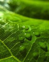 fondo natural de cerca la imagen. hermosas gotas de agua de lluvia transparente sobre una hoja de color macro.