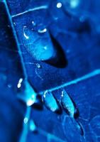 Natural background close up image. Beautiful drops of transparent rain water on a colored leaf macro. photo