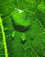 Natural background close up image. Beautiful drops of transparent rain water on a colored leaf macro. photo