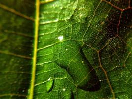 Natural background close up image. Beautiful drops of transparent rain water on a colored leaf macro. photo