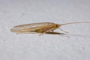 Caddisfly amarillo adulto