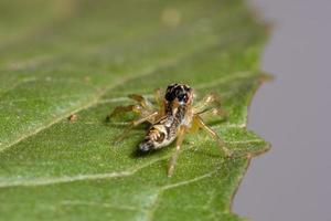 Small Jumping Spider photo