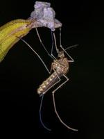 Adult Culicine Mosquito photo