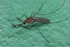 Adult Culicine Mosquito photo