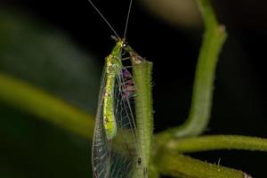 crisopa verde típica adulta foto