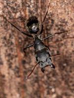 hormiga carpintera hembra adulta foto