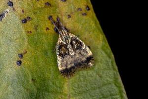 Adult Small Planthopper photo