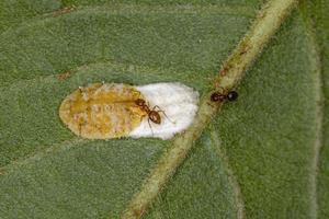 Pequeñas hormigas errantes adultas e insectos escamosos