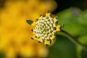 Flower of Common Lantana photo