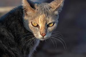 Feral domestic cat photo