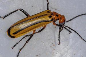 Escarabajo ampolla ardiente adulto
