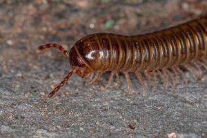 Adult Common Brown Millipede photo