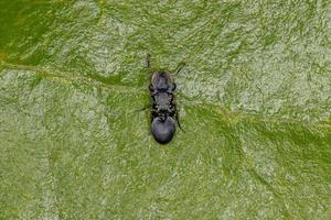 Hormiga tortuga negra adulta del género cephalotes
