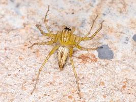 araña lince amarillo foto