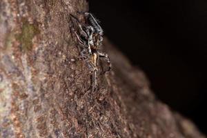 Gray Wall Jumping Spider photo