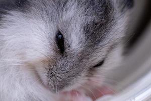 Campbell's dwarf hamster photo