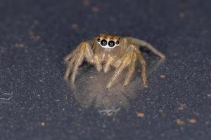 Brazilian Jumping Spider
