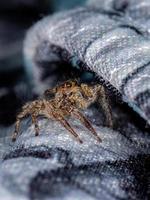 Pantropical Jumping Spider photo