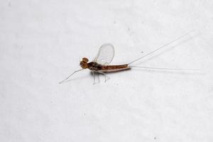 Male small mayfly photo