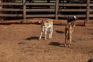ternero de vaca en una granja foto