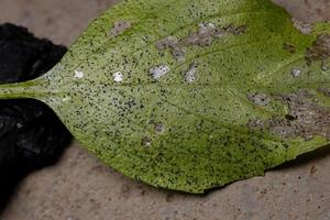 Leaf of the Sweet Basil affected by moth larvae photo