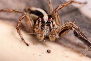 araña saltadora pantropical macho foto