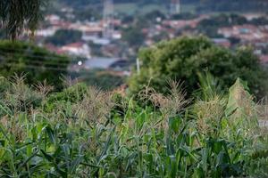 Domestic corn cultivation photo